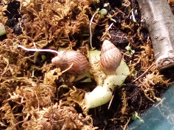 New Pets at Banana Moon